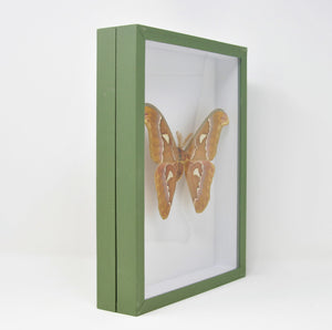 Attacus imperator | Silkmoth Pinned Specimen A1 | Mounted in Entomology Box Frame | 11.8x9x2 inch (300×230×55 mm)