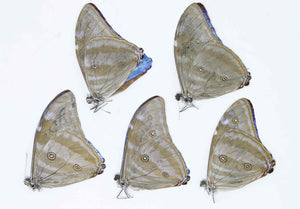 5 x Morpho adonis | Blue Morpho Adonis Butterflies | A1 Unmounted Specimens