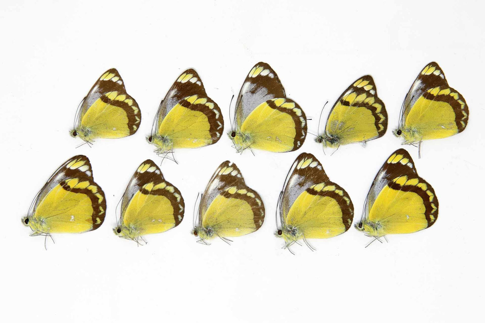 10 x Delias echidna | The Echidna Jezebel | A1 Unmounted Specimens