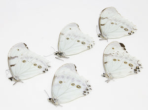 5 x Morpho polyphemus luna | White Morpho Butterflies | A1 Unmounted Specimens