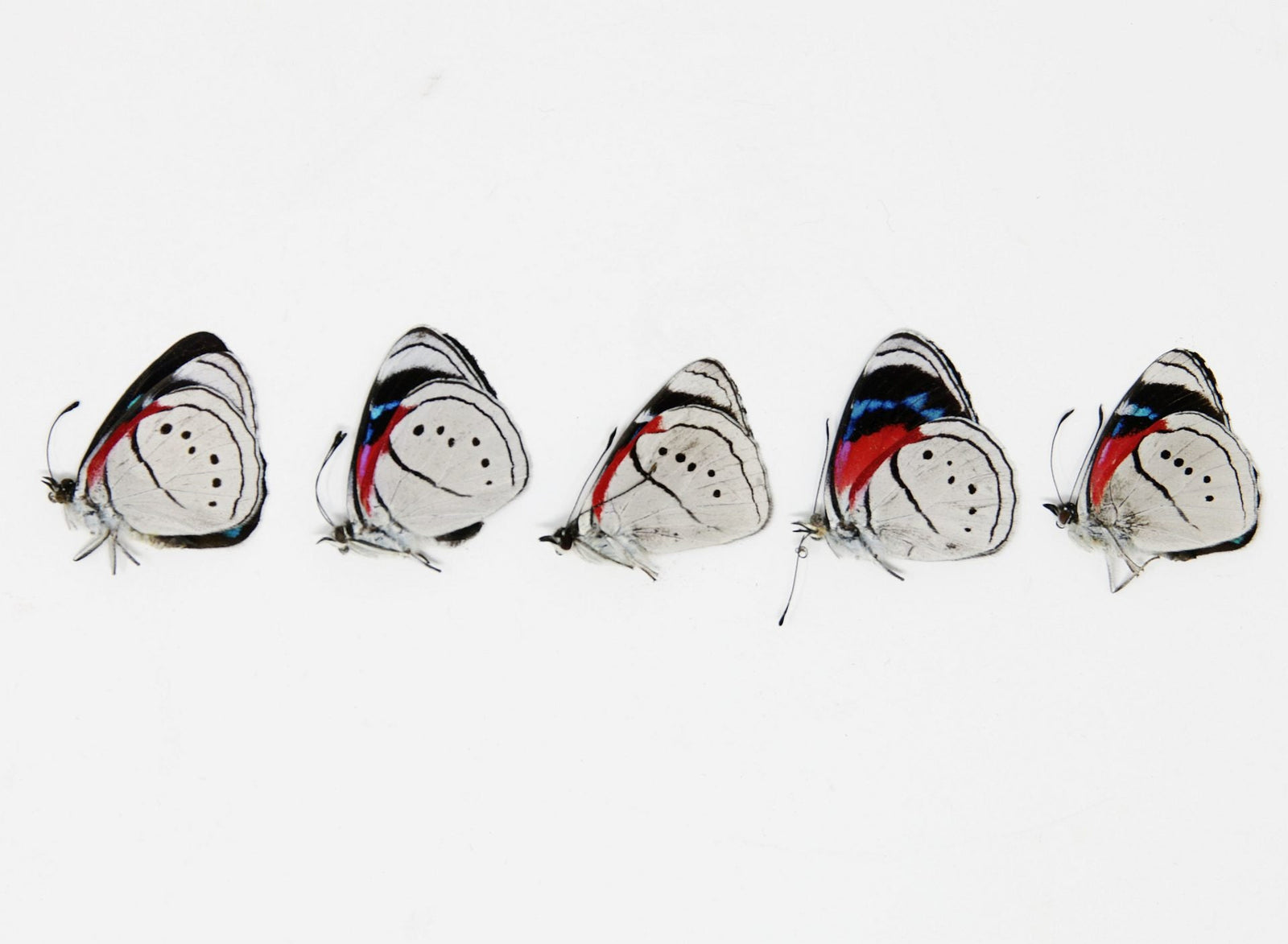 5 x Perisama euriclea |  Pericloud Butterflies | A1 Unmounted Specimens