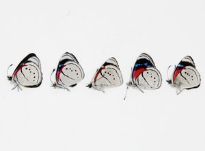 5 x Perisama euriclea |  Pericloud Butterflies | A1 Unmounted Specimens