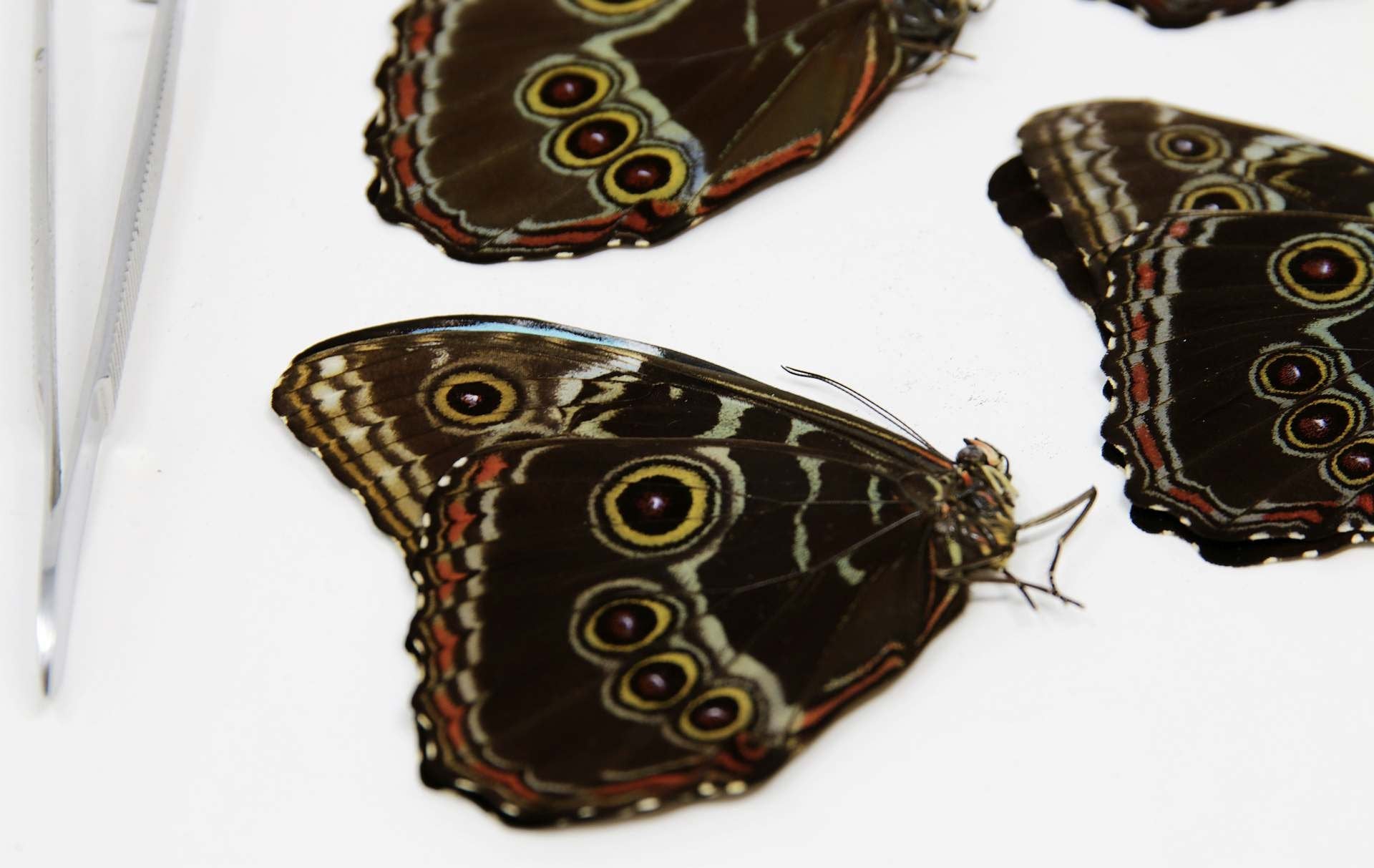 5 x Morpho peleides | Blue Morpho Peleides Butterflies | A1 Unmounted Specimens