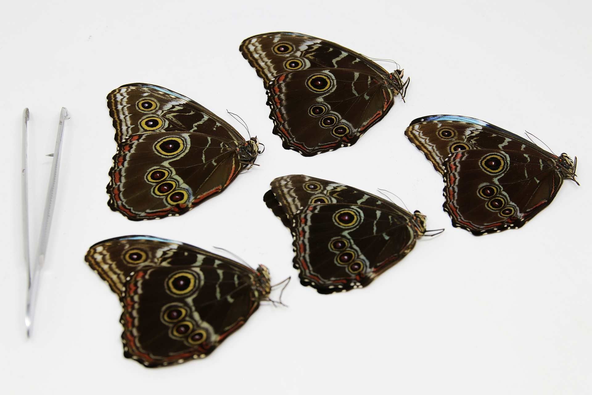 Pack of 5 Morpho deidamia, A1 Dry-Preserved Unmounted Butterflies