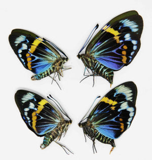 2 Sexed Pairs (4 Pcs) Eterusia repleta | Thailand Blue Day-flying Moth | A1 Unmounted Specimens