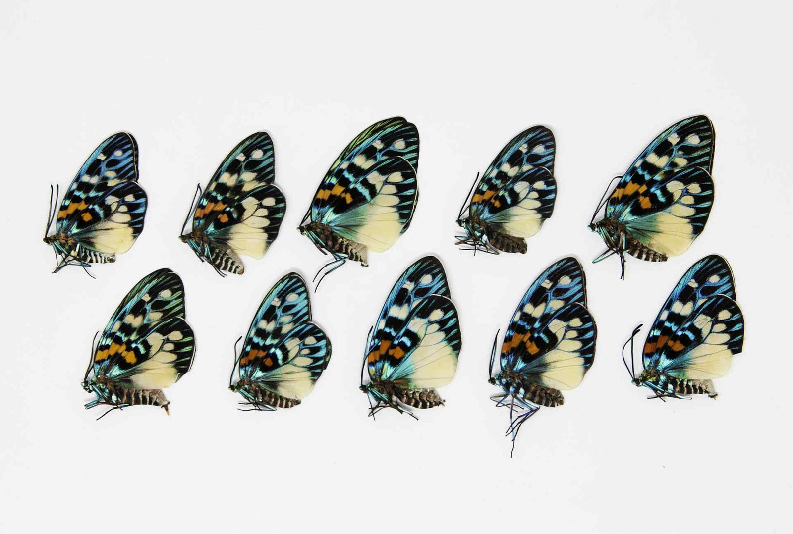 10 x Erasmia pulchera | Thai Day-flying Moths | A1 Unmounted Specimens