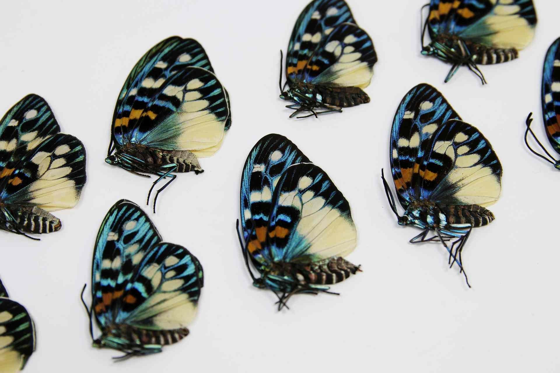 10 x Erasmia pulchera | Thai Day-flying Moths | A1 Unmounted Specimens