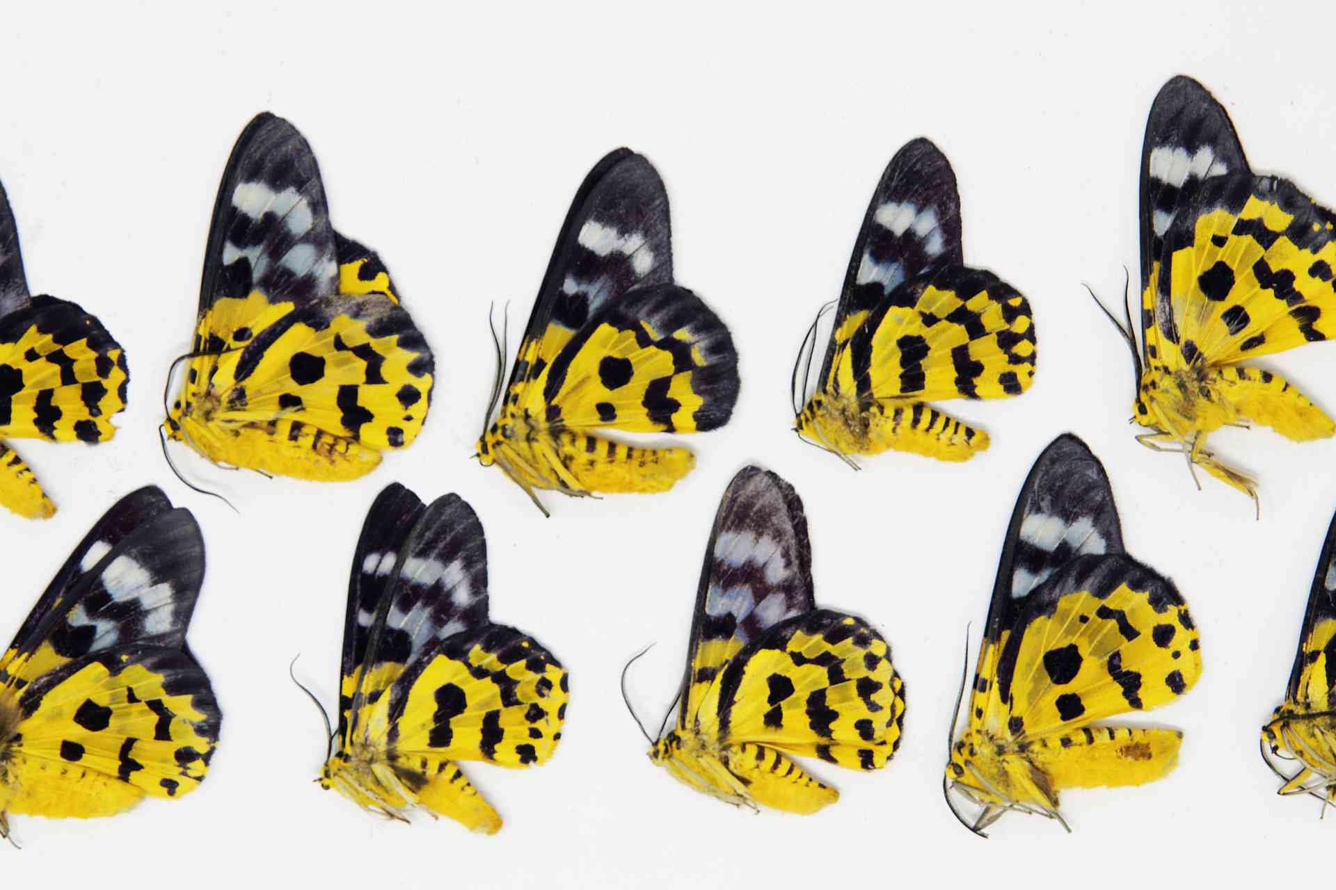 10 x Dysphania militaris | The False tiger moth  | A1 Unmounted Specimens