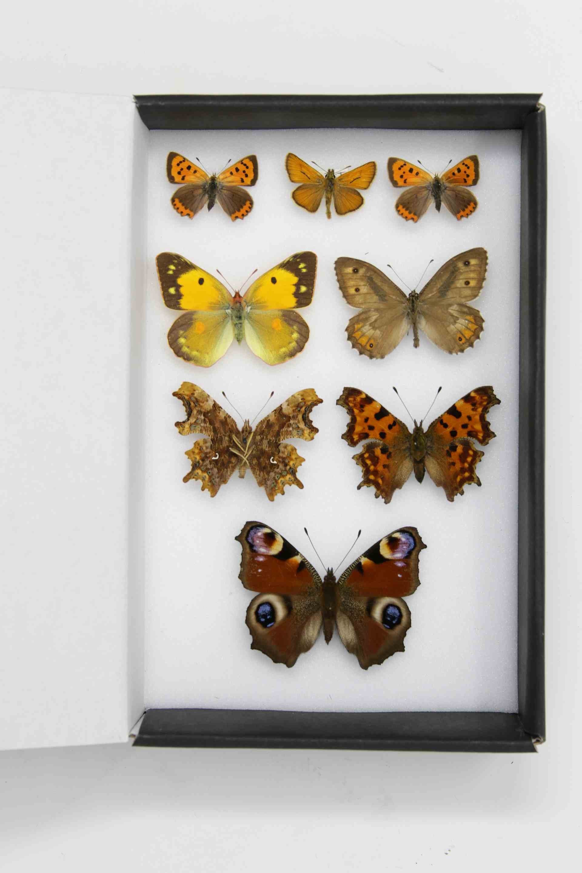 A Box of 8 Pinned British Butterflies, English Lepidoptera Collection | A1 Pinned Specimens