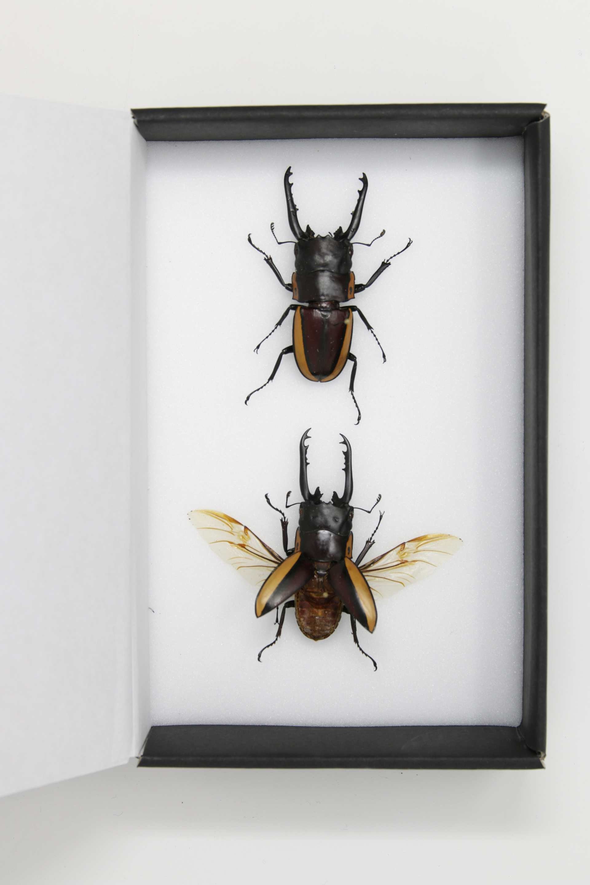 A Pair of Large Stag Beetles LUCANIDAE Dry-Preserved Mounted Specimens