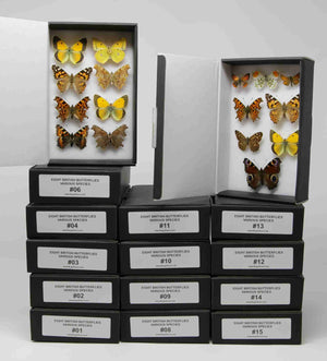 A Box of 8 Pinned British Butterflies, English Lepidoptera Collection | A1 Pinned Specimens