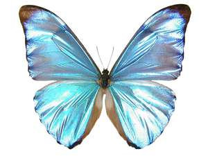 TWO (2) Morpho adonis | Adonis Blue Morpho Butterflies | A1 Unmounted Specimens