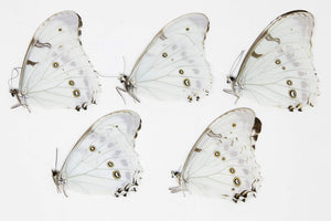 5 x Morpho polyphemus luna | White Morpho Butterflies | A1 Unmounted Specimens