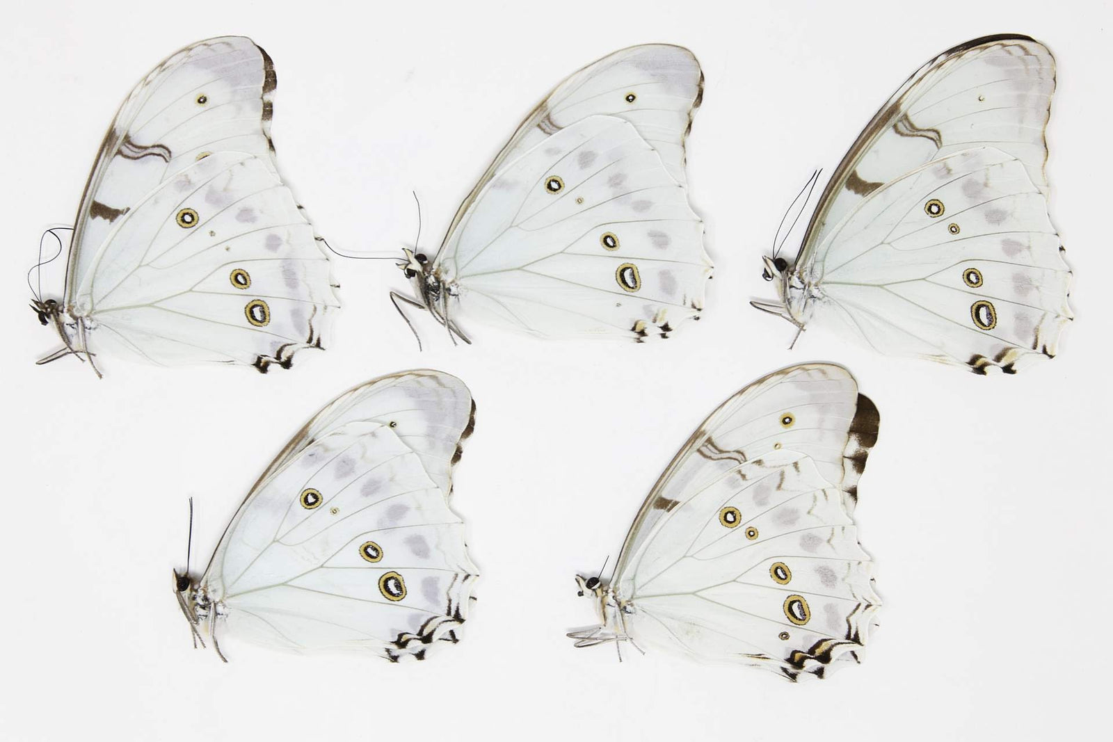 FIVE (5) Morpho luna | White Morpho Butterflies | A1 Dry-Preserved Unmounted Specimens (Wholesale)