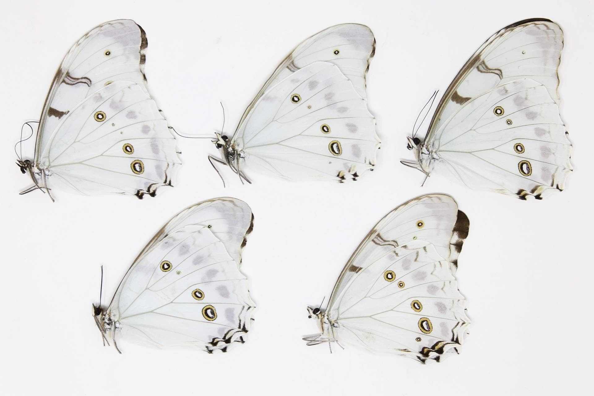 FIVE (5) Morpho polyphemus luna | White Morpho Butterflies | A1 Dry-Preserved Specimens