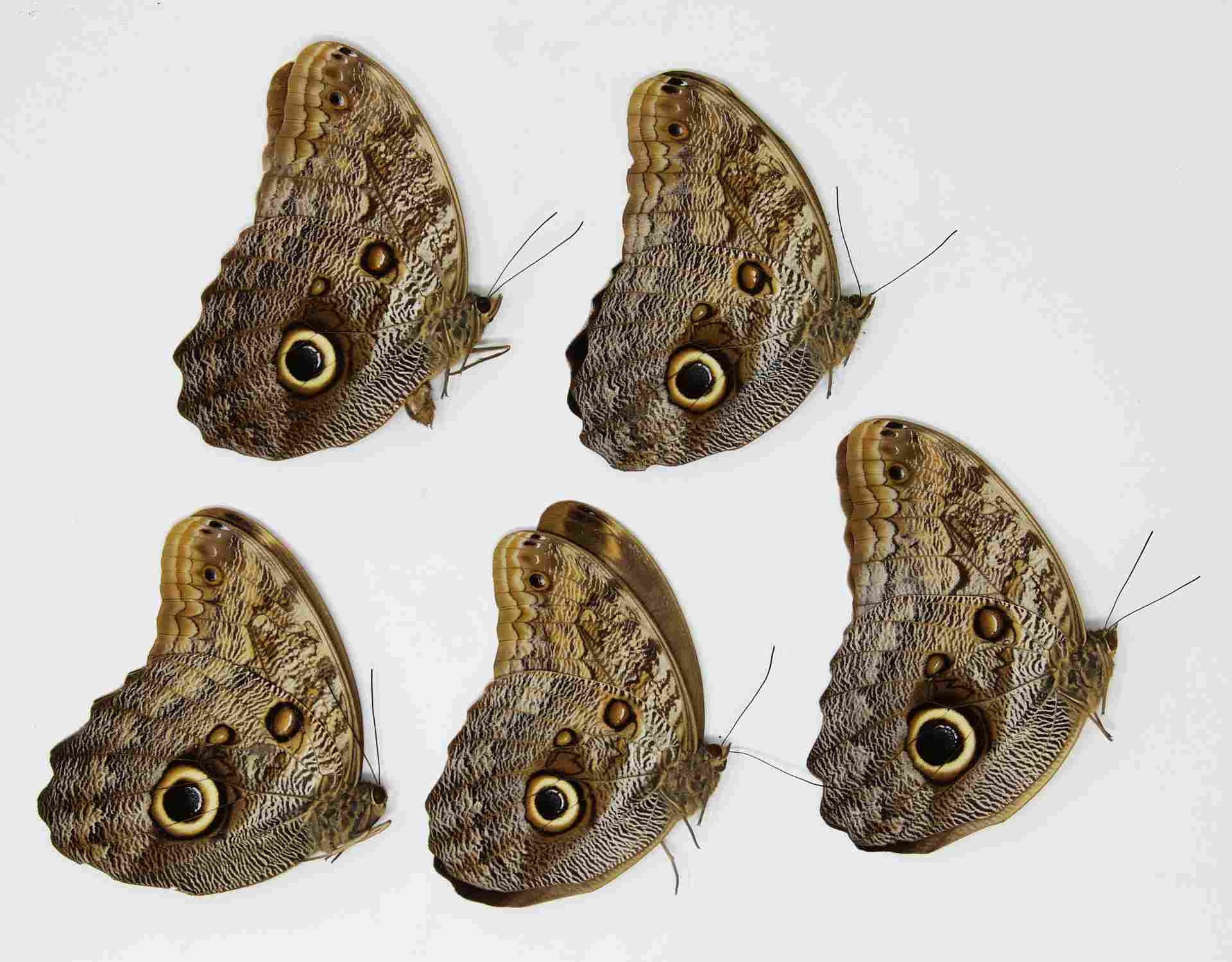 TWO (2) Caligo eurilochus | Giant OWL butterflies | Dry-preserved specimens