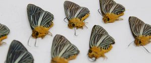 10 x Bibasis Gomata | Pale Green Awlet | A1 Unmounted Specimens