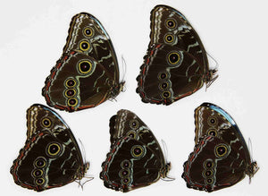 Pack of 5 Morpho deidamia, A1 Dry-Preserved Unmounted Butterflies