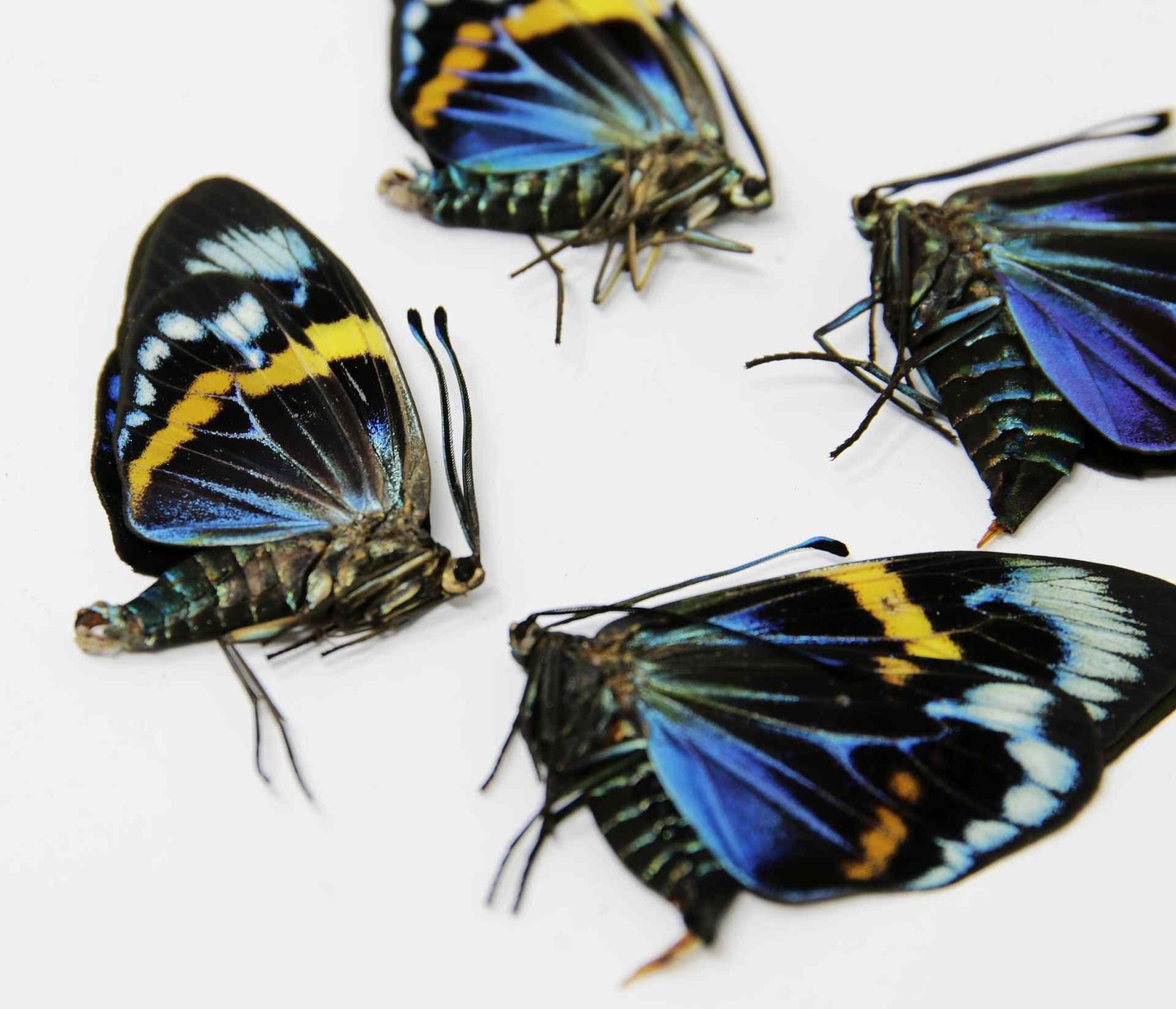 2 x Eterusia repleta | Thailand Blue Day-flying Moth | A1 Unmounted Specimens