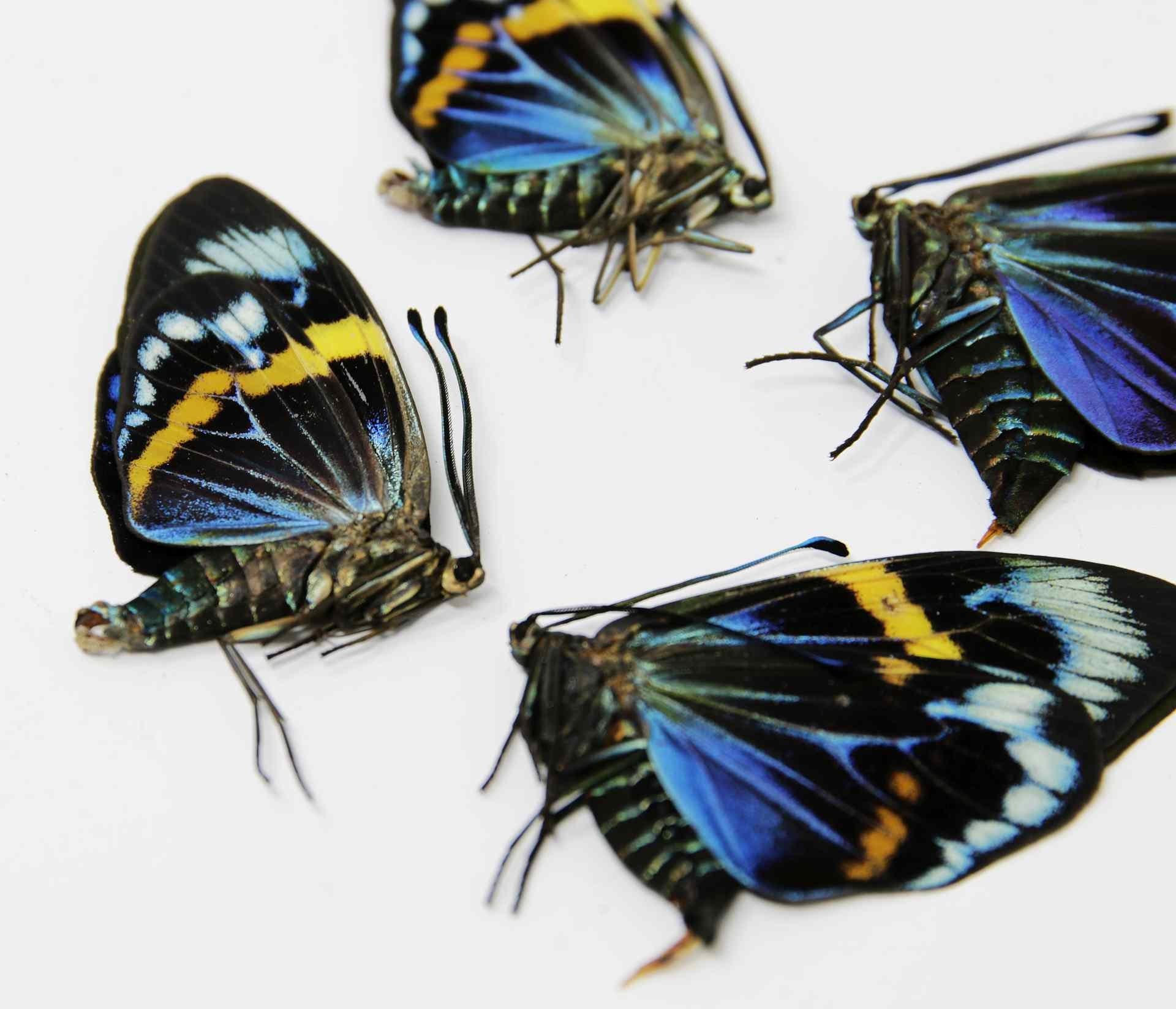 2 Sexed Pairs (4 Pcs) Eterusia repleta | Thailand Blue Day-flying Moth | A1 Unmounted Specimens