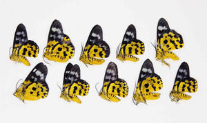 10 x Dysphania militaris | The False tiger moth  | A1 Unmounted Specimens
