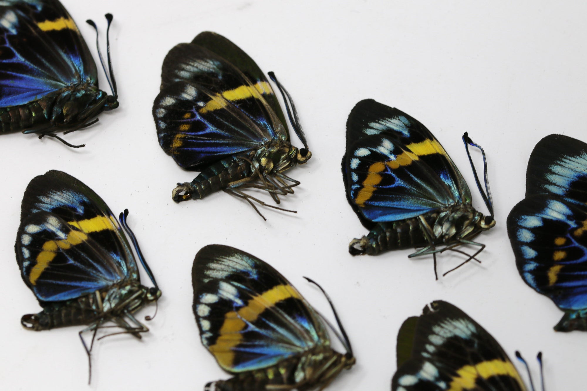 10 x Eterusia repleta | Thai Blue Day-flying Moth | A1 Unmounted Specimens