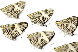 10 x Colubura dirce | Zebra Mosaic Butterflies | A1 Unmounted Specimens