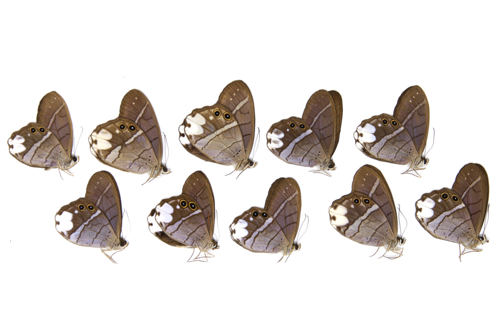 10 x Pierella lucia | White-patched Phantom | A1 Unmounted Specimens