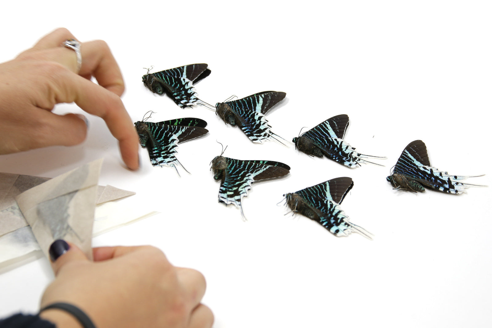 TEN (10) Urania leilus | Green-banded Urania Butterflies | A1 Unmounted Specimens