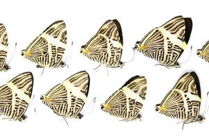 10 x Colubura dirce | Zebra Mosaic Butterflies | A1 Unmounted Specimens