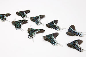 10 x Urania leilus | Green-banded Urania Butterflies | A1 Unmounted Specimens