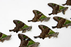 FIVE (5) The Purple Spotted Swallowtail Butterflies | Graphium weiskei | Unmounted Papered Specimens A1