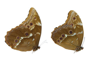 WHOLESALE 10 Morpho didius | Giant Blue Morpho Butterflies | A1 Unmounted Specimens
