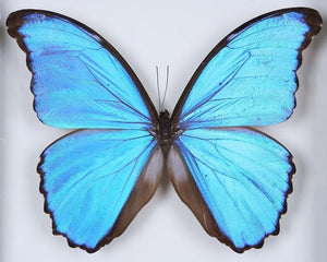2 x Morpho didius | Giant Blue Morpho Butterflies | A1 Unmounted Specimens