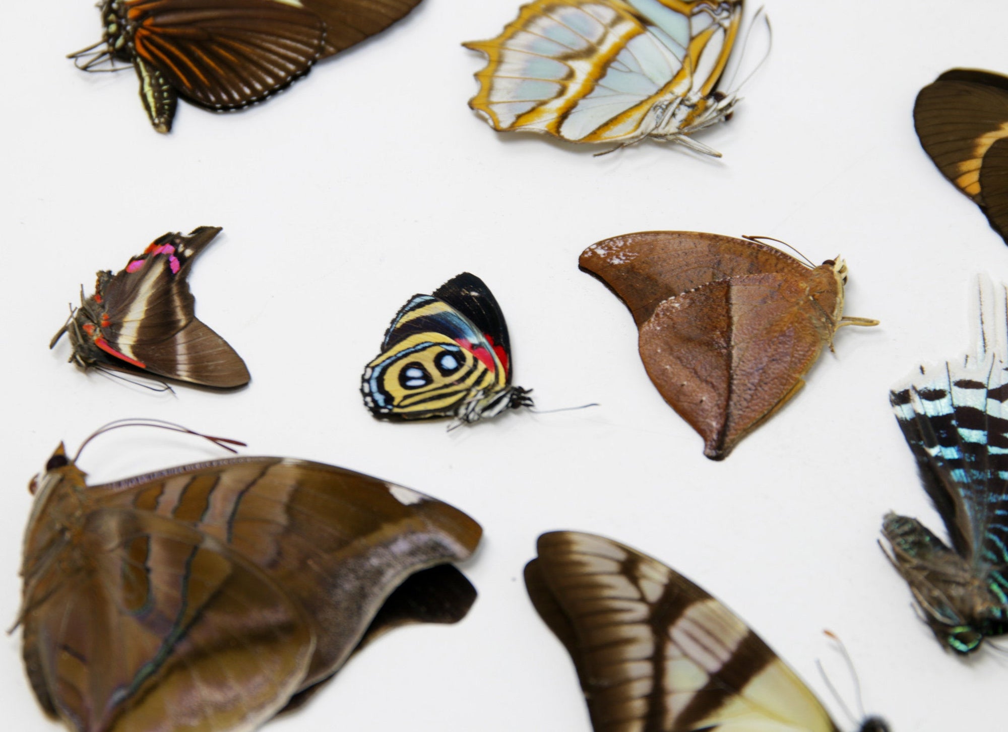 10 Real Butterflies from PERU for Entomology Taxidermy Art