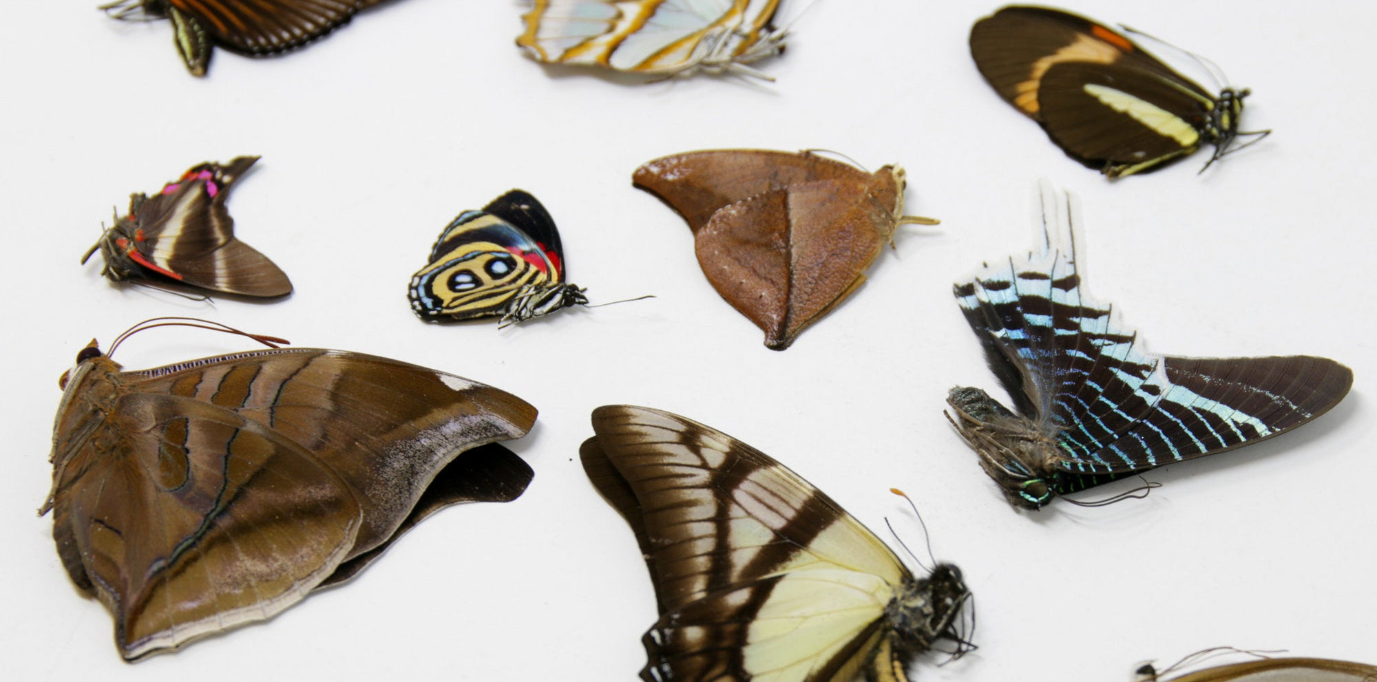 10 Real Butterflies from PERU for Entomology Taxidermy Art