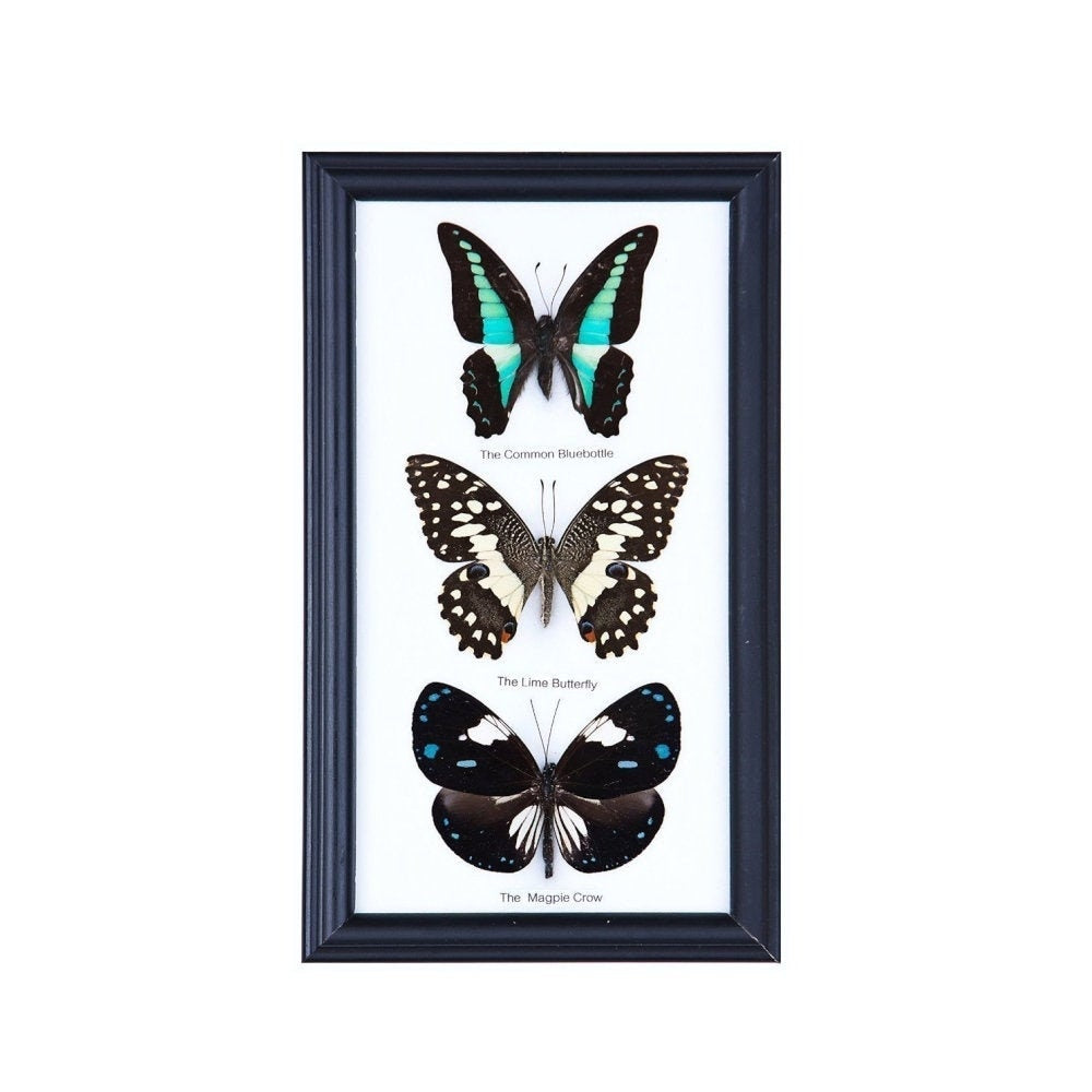 3 Butterflies Framed | Mystery Selection | Ethical Butterfly Specimens Mounted Under Glass in a Wall Hanging Frame 9 x 5 In. Gift Boxed