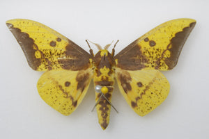 1 x Eacles sp. | Imperial Silk Moth | A1 Pinned Specimen