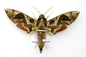 Oleander Hawk-Moth (Daphnis nerii) Entomology Pinned Specimen with Scientific Collection Data
