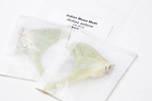 2 x Indian Moon Moths | Actias selene | A1 Unmounted Specimens