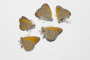 5 x Sevenia pechueli | Spotted Lilac Tree-Nymph | A1 Unmounted Specimens