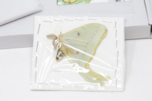 Amerikansk månemøl (Actias luna) | A1 umonteret eksemplar | BugsDirect