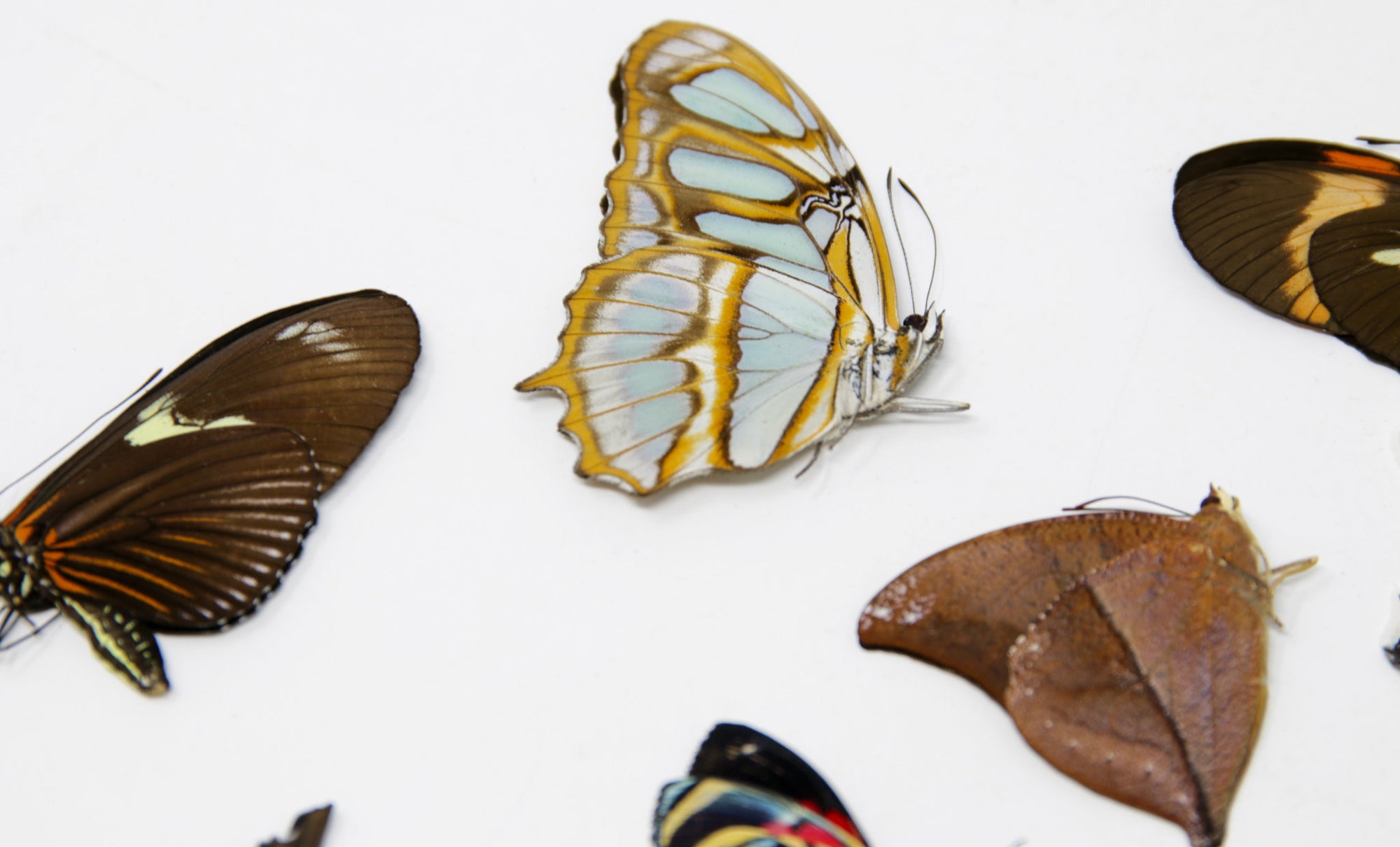10 x South American Farm-bred Butterflies | A1 Unmounted Specimens
