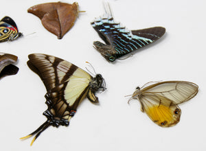 10 x South American Farm-bred Butterflies | A1 Unmounted Specimens