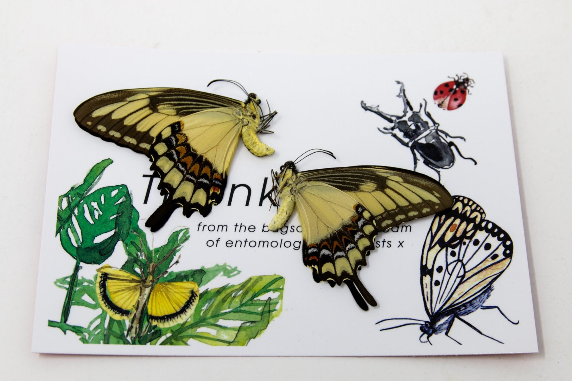 2 x Papilio lycophron | Banded Swallowtail | A1 Unmounted Specimen