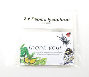2 x Papilio lycophron | Banded Swallowtail | A1 Unmounted Specimen
