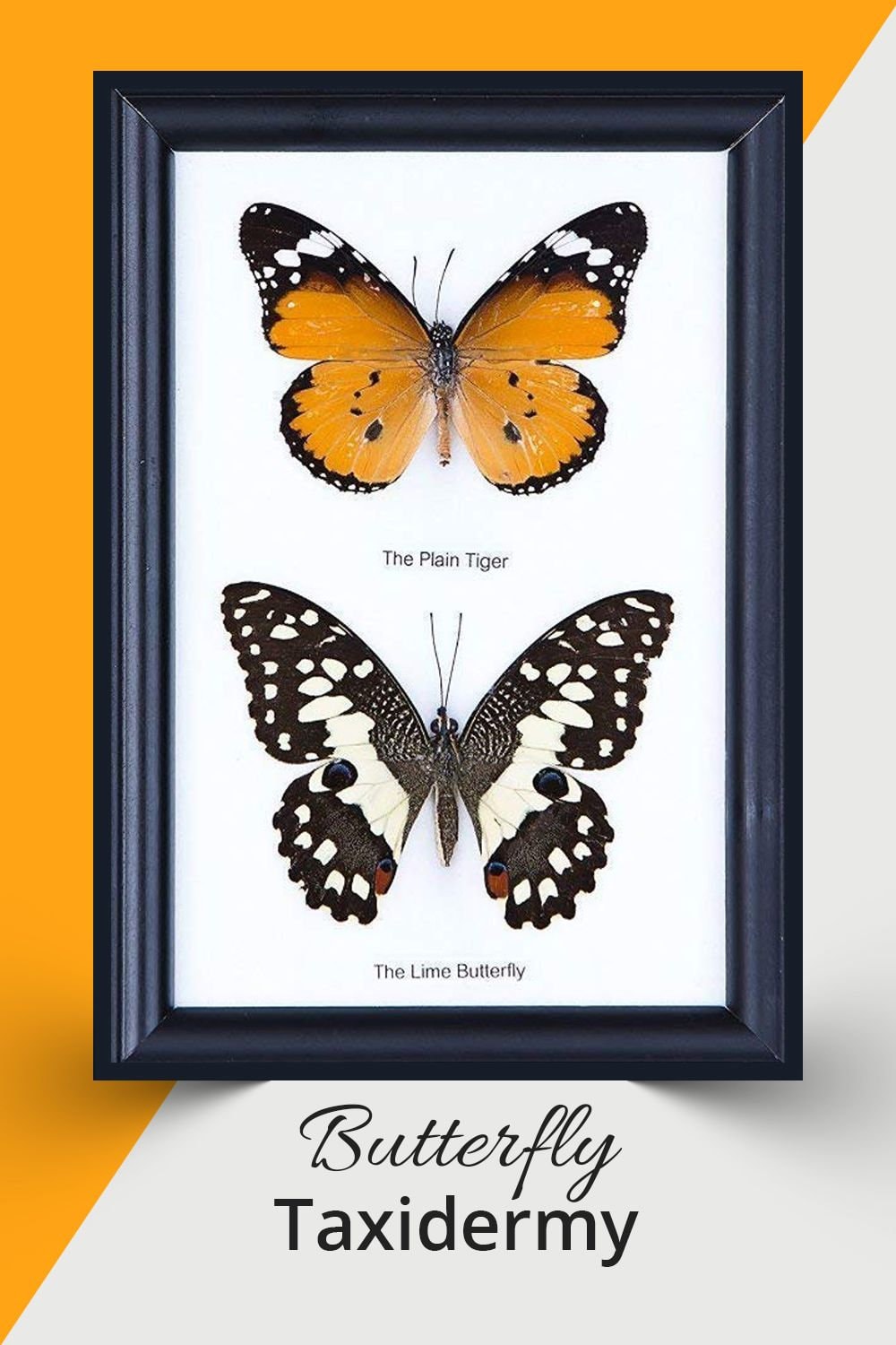 2 Butterflies Framed | Ethical Butterfly Specimens Mounted Under Glass in a Wall Hanging Frame 7 x 5 In. Gift Boxed