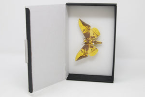 Imperial Silk Moth (Eacles sp.) Entomology Pinned Specimen with Scientific Collection Data