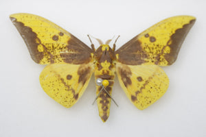 1 x Eacles sp. | Imperial Silk Moth | A1 Pinned Specimen
