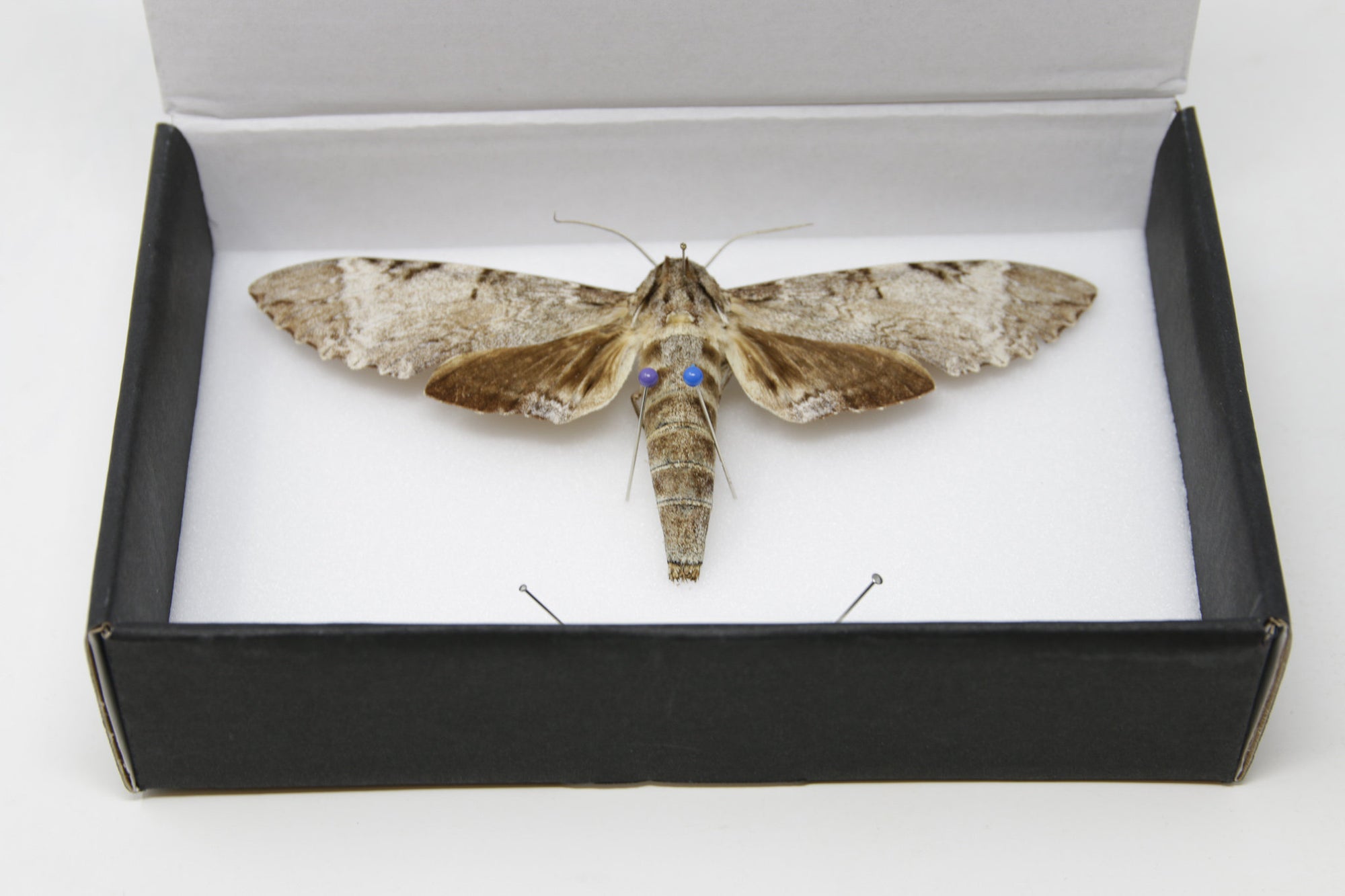 1 x Pseudosphinx tetrio | Tetrio Sphinx Hawk-Moth | A1 Pinned Specimens